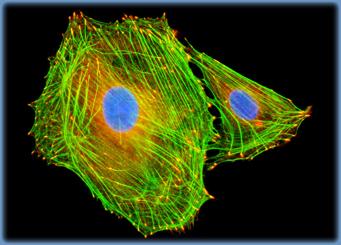 Rat Jejunum Myenteric Plexus Enteroglial Cells (EGC/PK060399egfr Line)