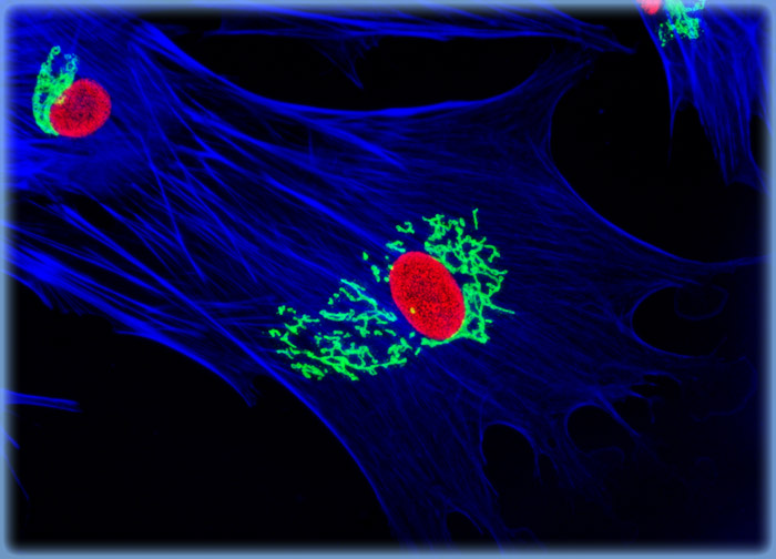Tahr Ovary Epithelial Cells (HJ1.Ov Line