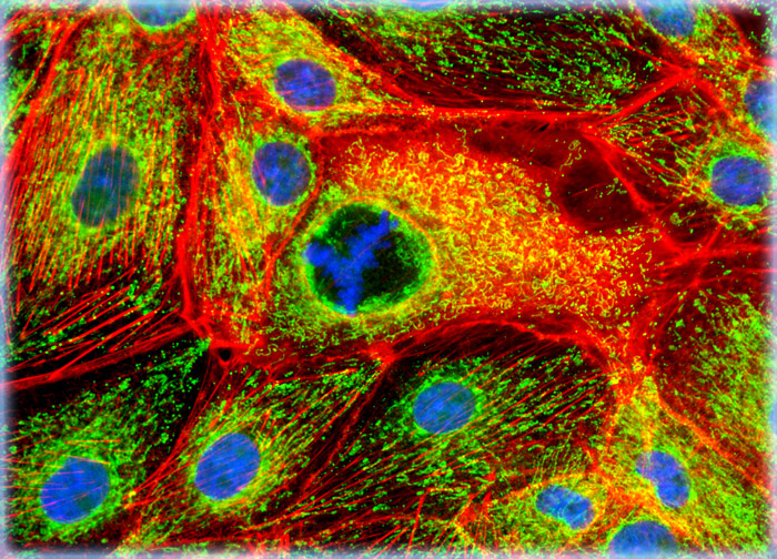 Pig Kidney Epithelial cells (LLC-PK1)